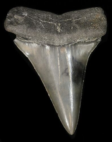 Sharp, Fossil Mako Shark Tooth - Georgia #42267